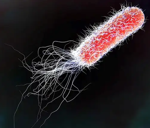 大肠杆菌会否通过空气传播？